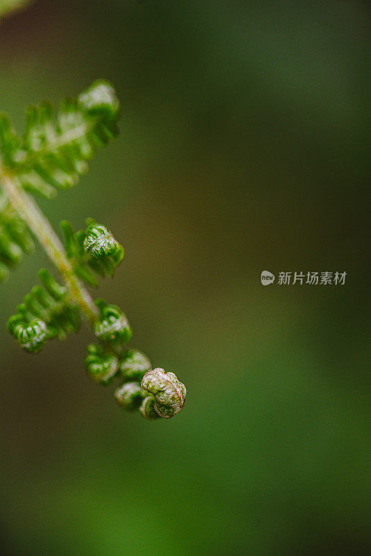 蕨类植物的Macrophotography Shots